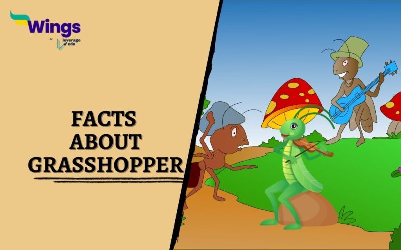 Facts-About-Grasshopper