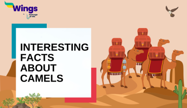 interesting Facts About Camels