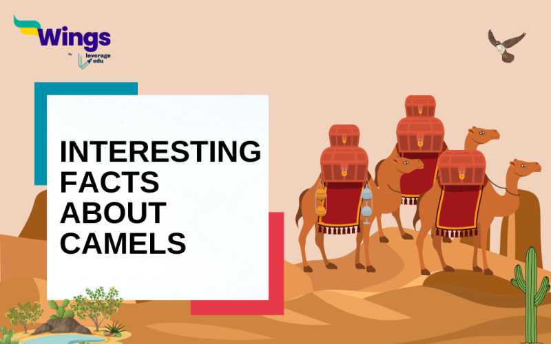 interesting Facts About Camels