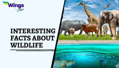 Interesting-Facts-about-Wildlife