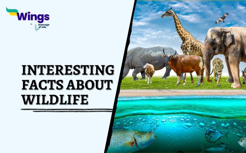 Interesting-Facts-about-Wildlife