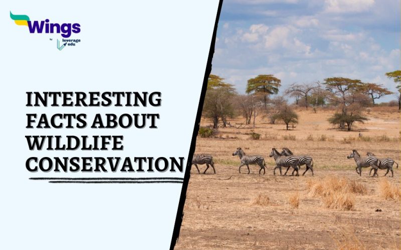 Interesting-Facts-about-Wildlife-Conservation