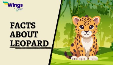 Facts-About-Leopard