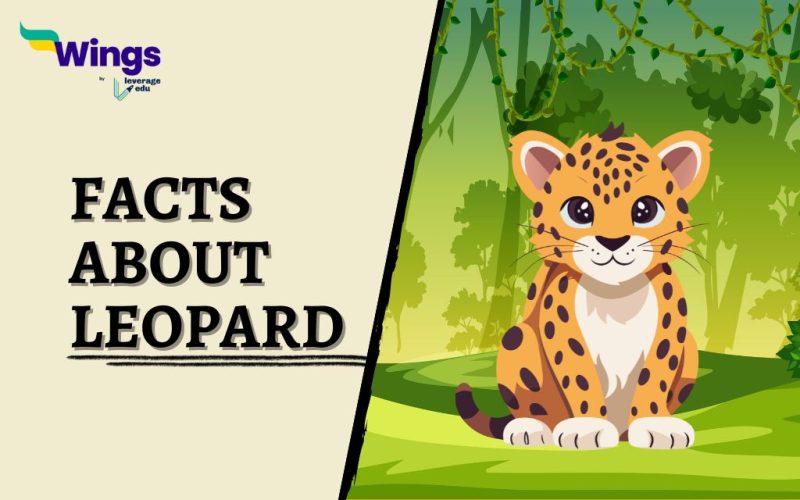 Facts-About-Leopard