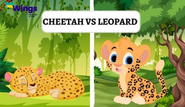 Cheetah-vs-Leopard