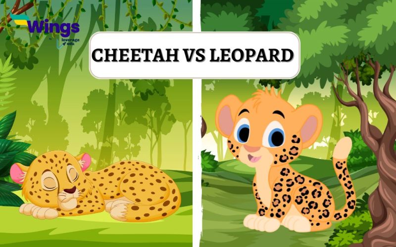 Cheetah-vs-Leopard