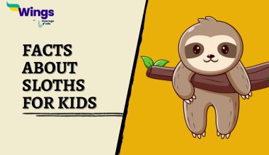 Facts-About-Sloths-for-Kids