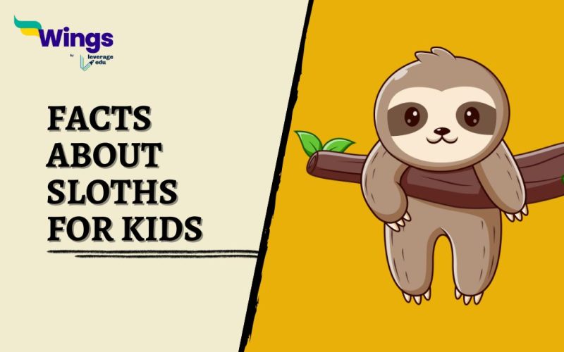 Facts-About-Sloths-for-Kids