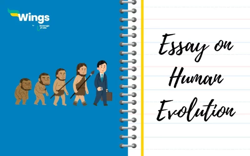 Essay on Human Evolution