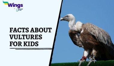 Facts-About-Vultures-for-Kids