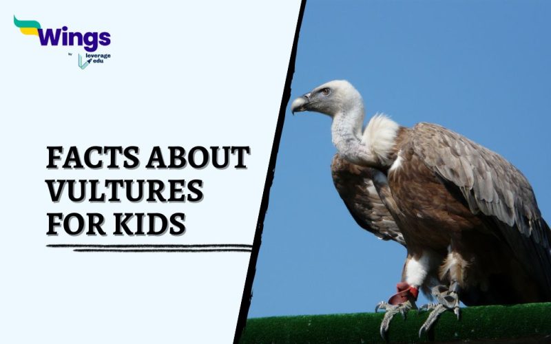 Facts-About-Vultures-for-Kids