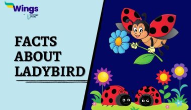 Facts-About-Ladybird