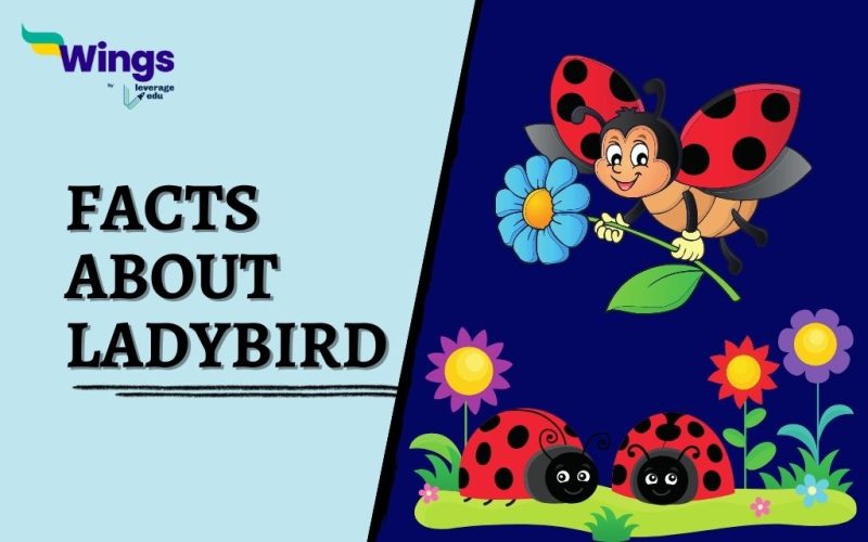 Facts-About-Ladybird