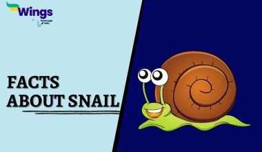 Facts-about-Snail