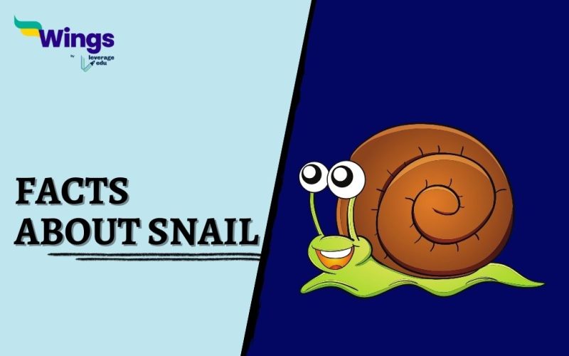 Facts-about-Snail