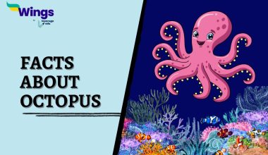 Facts-About-Octopus