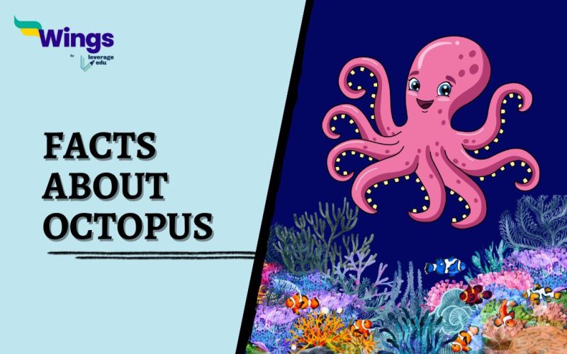 Facts-About-Octopus