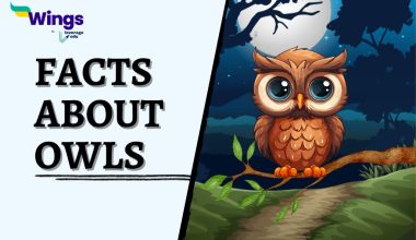 Facts-About-Owls