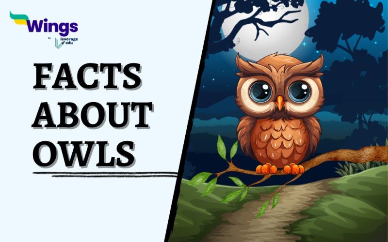 Facts-About-Owls