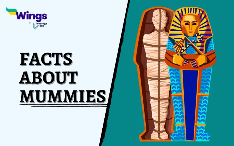 23+ Interesting Facts About Mummies in Ancient Egypt for Kids ...