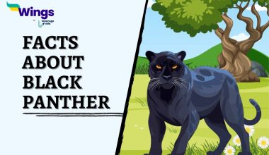 Facts-about-Black-Panther