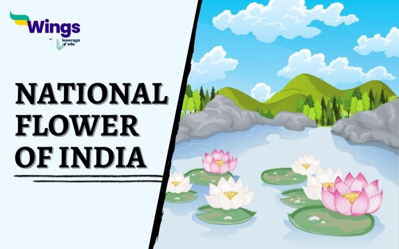 National-Flower-of-India