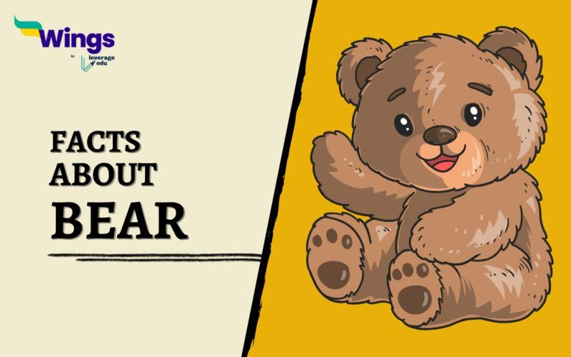 Facts-about-bear