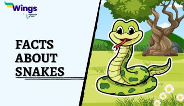 Facts-About-Snakes