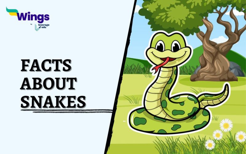 Facts-About-Snakes