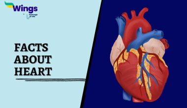 Facts-about-heart