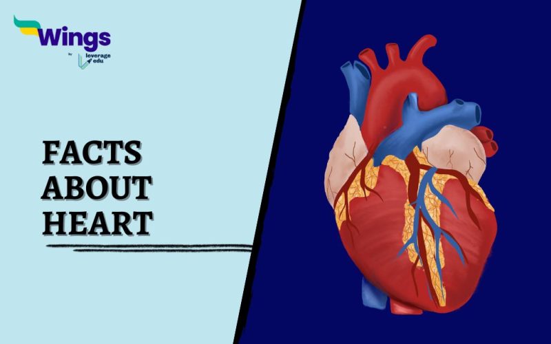 Facts-about-heart