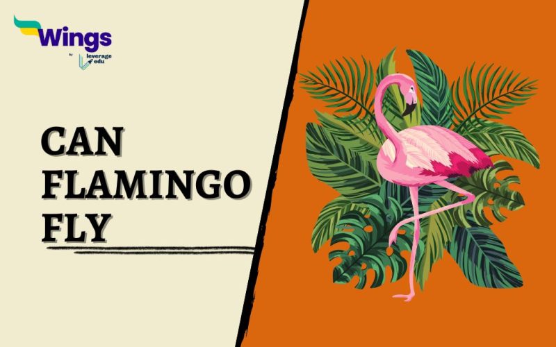 Can-Flamingo-Fly