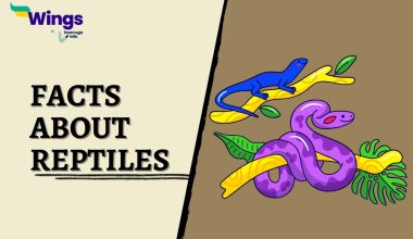 Facts-about-Reptiles