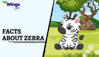 Facts-about-Zebra