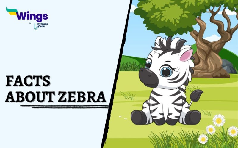 Facts-about-Zebra