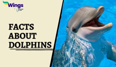 fact-about-dolphins