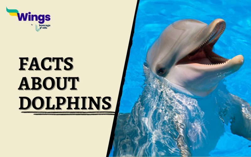 fact-about-dolphins