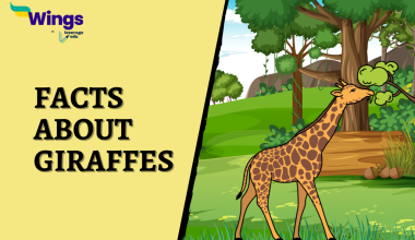 Facts About Giraffes