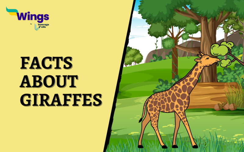 Facts About Giraffes