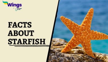 fact about starfish