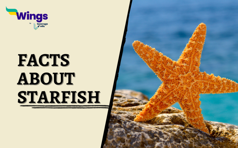 fact about starfish