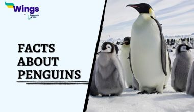 Facts-about-Penguins