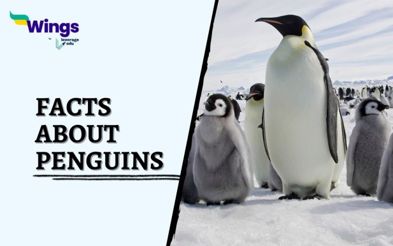 Facts-about-Penguins