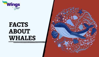 Facts-About-Whales