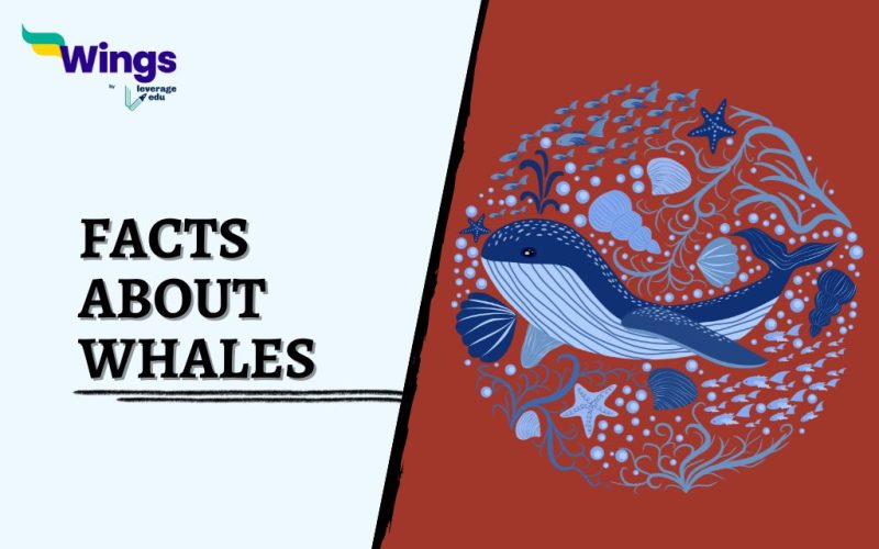 Facts-About-Whales