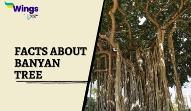 Facts-about-Banyan-Tree