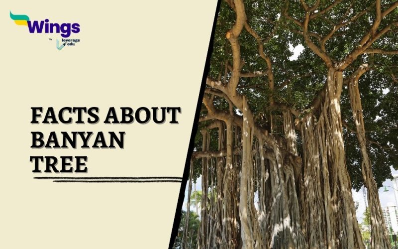 Facts-about-Banyan-Tree