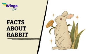 Facts-about-Rabbit