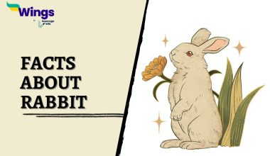 Facts-about-Rabbit