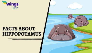 Facts-about-Hippopotamus